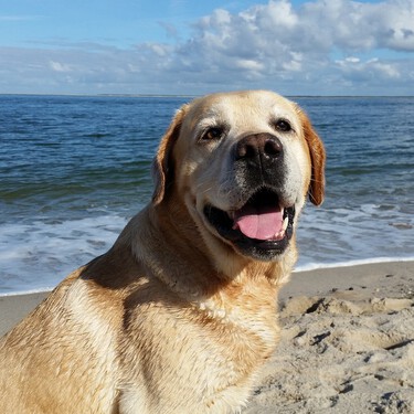 Estas son las playas de España que admiten perros (actualizado 2023) 