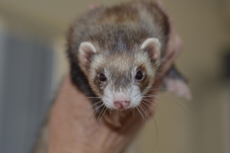 Hurón