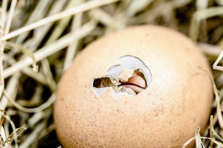 ¿Te comerías un pollo que no siente dolor? ¿Y un cerdo que desea ser comido?