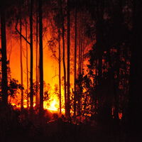 Em 1950, Portugal plantou eucaliptos para estabilizar seus solos. Sem saber, multiplicou a velocidade com que os incêndios se propagam 