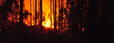 Em 1950, Portugal plantou eucaliptos para estabilizar seus solos. Sem saber, multiplicou a velocidade com que os incêndios se propagam 