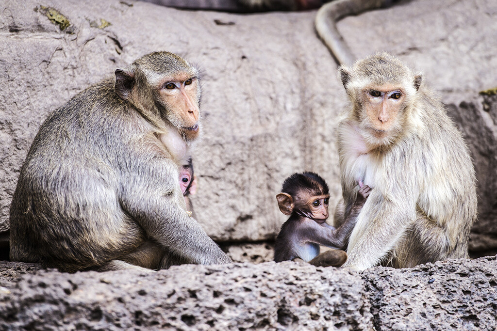Tailandia intenta recuperar el control de una ciudad famosa por sus monos callejeros. Motivo: los monos han tomado las calles 