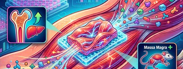 Sem pisar na academia: cientistas na China desenvolvem enxertos musculares que se exercitam sozinhos e geram massa magra sem esforço 