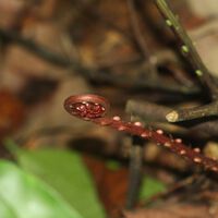 China ha descubierto "tierras raras" en un helecho: es una puerta abierta a una innovación radical en la minería