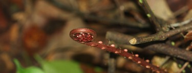 China ha descubierto "tierras raras" en un helecho: es una puerta abierta a una innovación radical en la minería