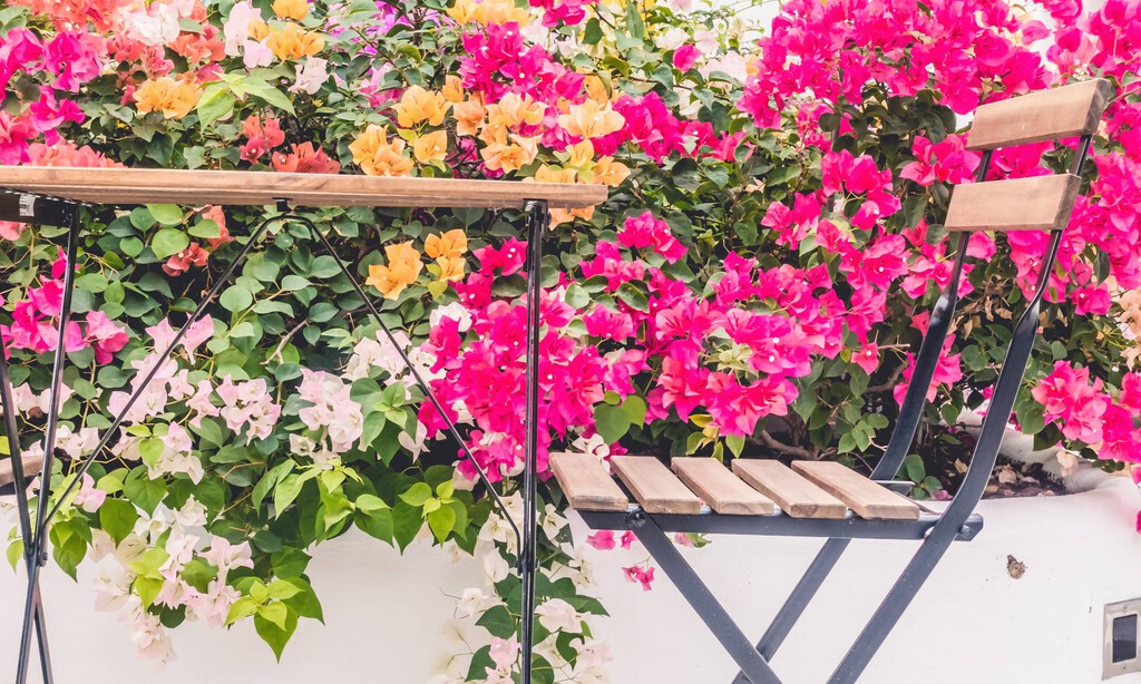 Mañana miércoles llegan a Aldi tres plantas trepadoras económicas con flores que transforman terrazas y balcones sin esfuerzo