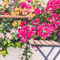 Tres plantas coloridas y trepadoras (además de baratas) que llegan a Aldi hoy para transformar tu terraza o balcón