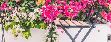 Tres plantas trepadoras y económicas que llegan mañana a Aldi para transformar tu balcón o terraza este verano