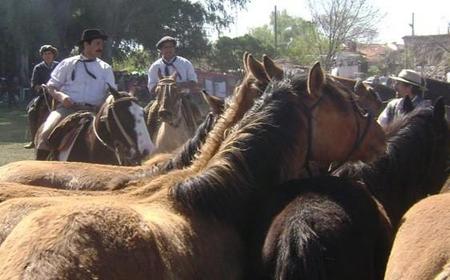 gauchos