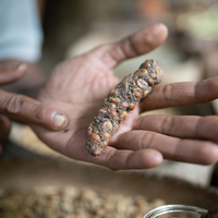 Café de cocô realmente é mais gostoso: cientistas explicam o que diferencia esta iguaria que pode custar R$ 400 a xícara do grão tradicional