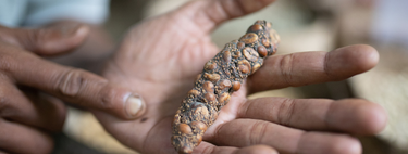 Café de cocô realmente é mais gostoso: cientistas explicam o que diferencia esta iguaria que pode custar R$ 400 a xícara do grão tradicional 