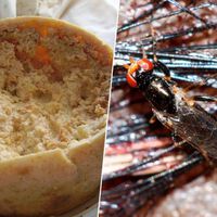 El plato prohibido de Italia: un queso tan extremo en su preparación que la Unión Europea tuvo que ponerle límites 