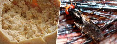 El plato prohibido de Italia: un queso tan extremo en su preparación que la Unión Europea tuvo que ponerle límites 