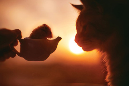Ginger Cat Photography Kotleta Cutlet Kristina Makeeva Hobopeeba 50