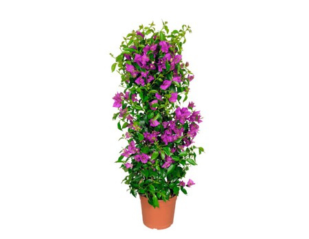 Bouganvilla