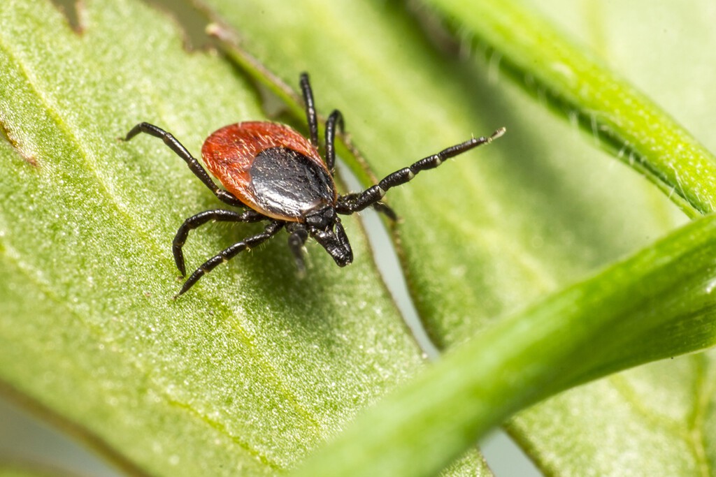 Ni pulgas ni garrapatas: el truco está en tener estas dos plantas en el jardín