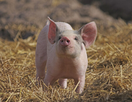 Porco | Fonte: Getty Images