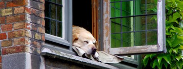 Las multas que llegan con la Ley de Protección Animal: de 500 a 200.000 euros por infracciones que siguen cometiendo muchos propietarios