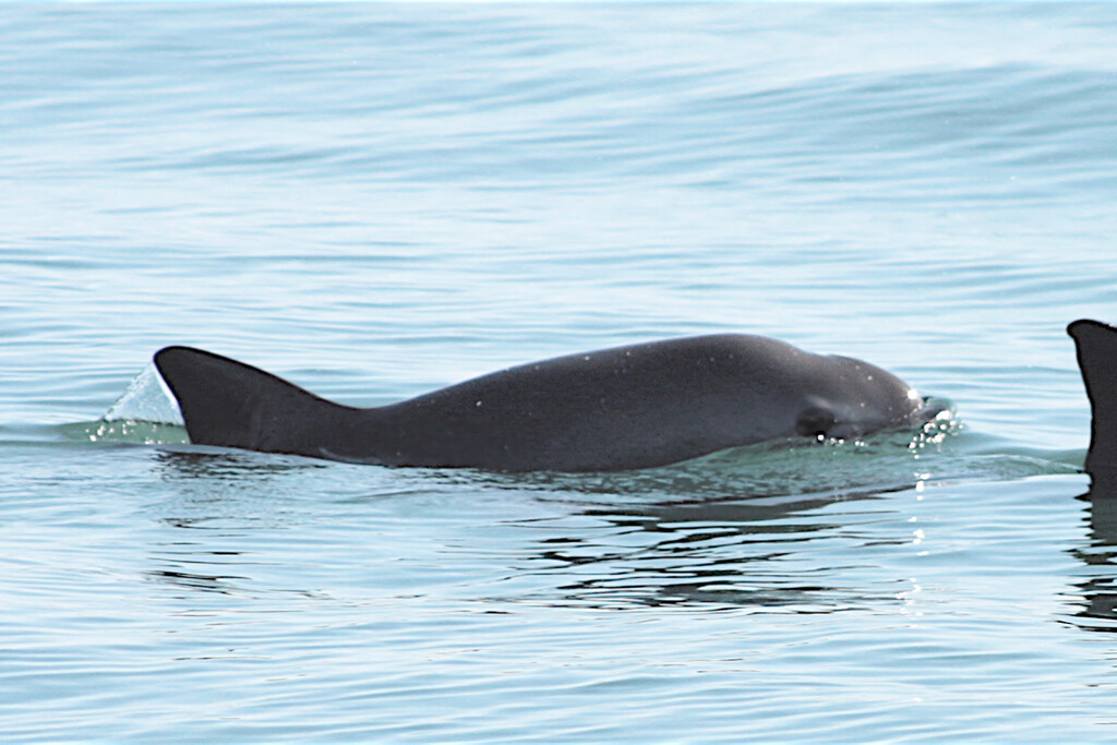 Quedan menos de 10 vaquitas marinas en todo el planeta y el T-MEC ya señala a un culpable: México 