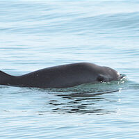 Hay menos de 10 vaquitas marinas en todo el planeta y el T-MEC ya señala a un solo culpable: México 