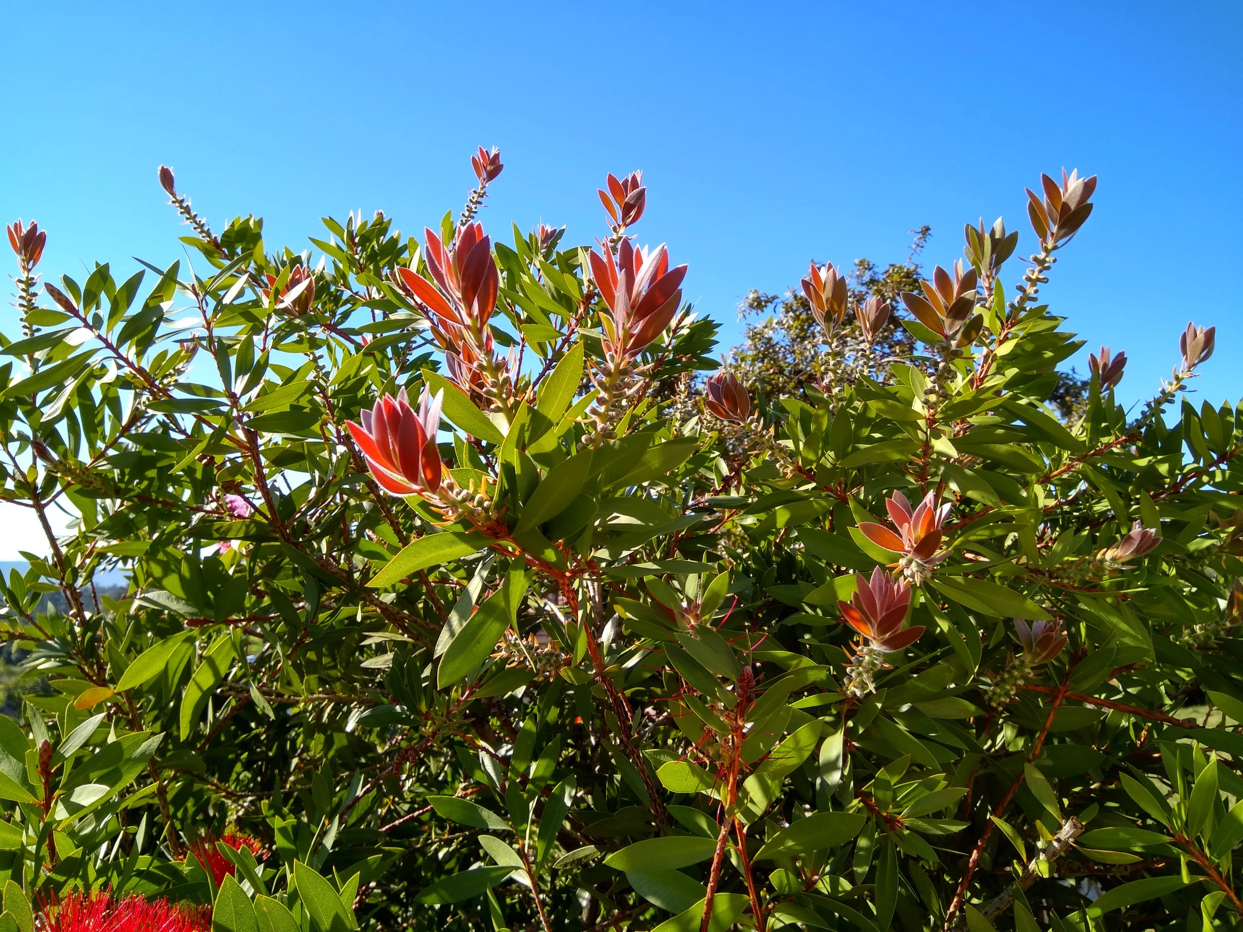Foto de Xiaomi Mi Max, cámara (6/22)