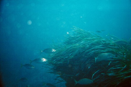 Fondo Marino Calabardina 02