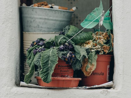 Planta Marchita