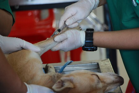 Leishmania Perros