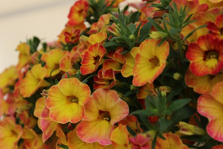 calibrachoa