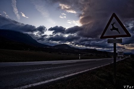 Métodos que evitan accidentes en carretera con animales