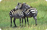 tsavozebra.gif