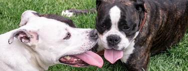 Las razas de perro PPP nunca han sido más peligrosas que un pastor alemán o un mastín 
