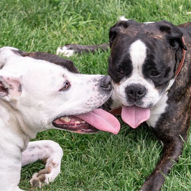 Las razas de perro PPP nunca han sido más peligrosas que un pastor alemán o un mastín 