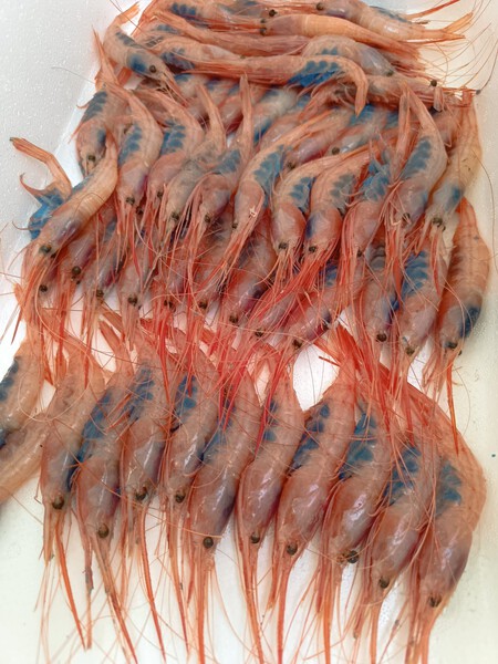 Quisquillas De Motril C Tabanko El Callejon