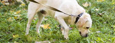 Los veterinarios coinciden: "Para un perro, detenerse a oler no es perder el tiempo, es una actividad tan importante como caminar o correr" 