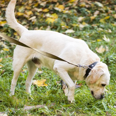 Los veterinarios expertos coinciden: dejar que los perros huelan todo durante el paseo es una forma controlada de mejorar su equilibrio emocional