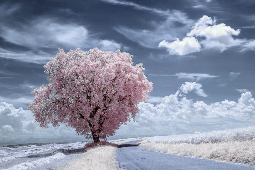 ‘Infrascapes’ vídeo timelapse en resolución 8K de fotografía infrarroja