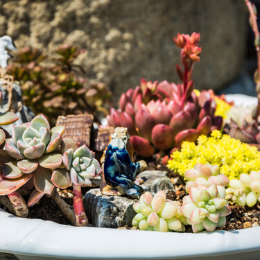 Las suculentas son todoterreno, pero hay un error común que impiden que florezcan y crezcan más deprisa 