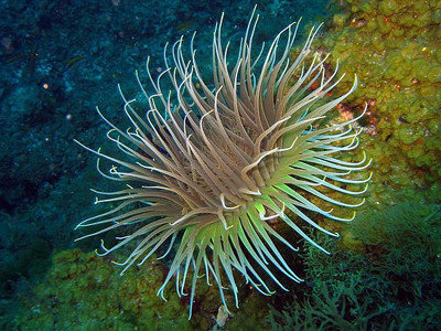 Promoción del buceo en España