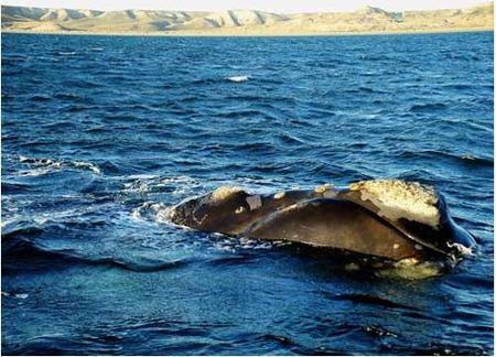 ballena2.jpg