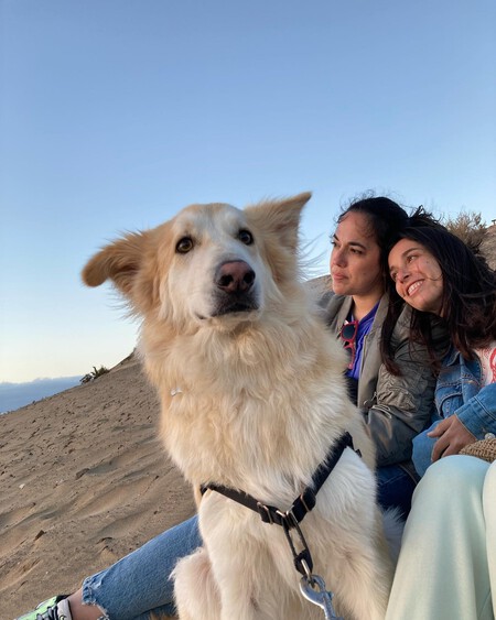 Perros Hijos Sustitutos