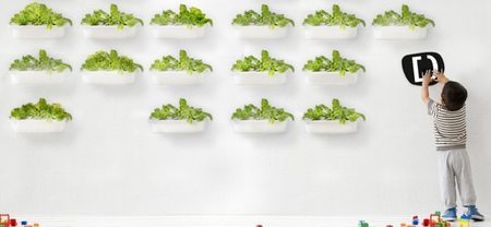Hidroponía, para que tus plantas crezcan felices