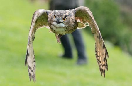 Nikon D800, la mejor compañera para fotografiar aves, y mucho más