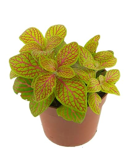 Descubre la Belleza de la Fitonia Natural una Planta de Interior Exótica