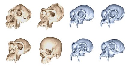 Skull Diversity Across Great Apes Orange And Gibbons Blue Skulls Are Not To Scale