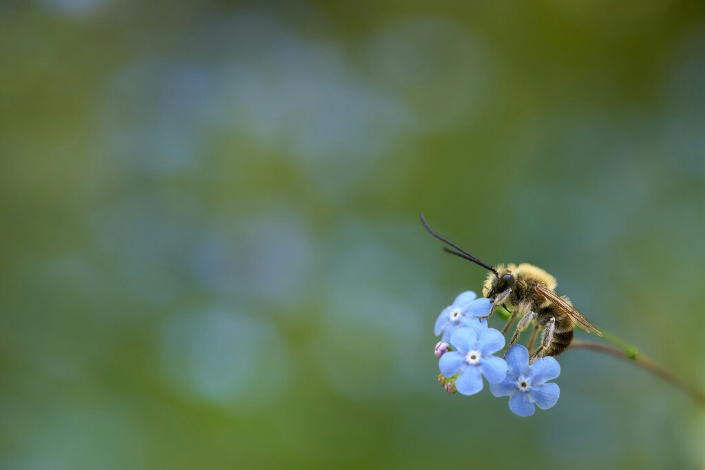 Quizá no estés preocupado por la gran extinción de los insectos. Tu bolsillo tiene otro punto de vista