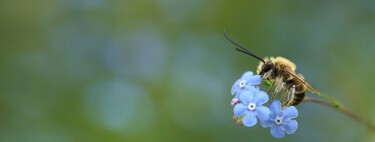 Quizá no estés preocupado por la gran extinción de los insectos. Tu bolsillo tiene otro punto de vista