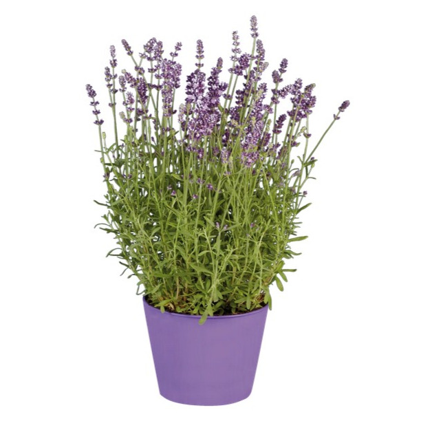 Lavanda 