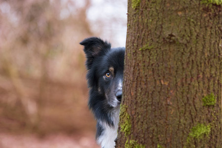dogoftheyear