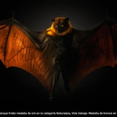 Foto 3 de 3 de la galería wild-souls-pedro-jarque-krebs en Xataka Foto